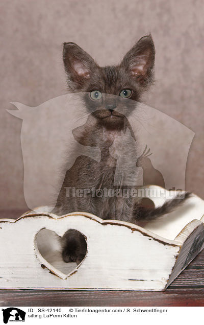 sitzendes LaPerm Ktzchen / sitting LaPerm Kitten / SS-42140