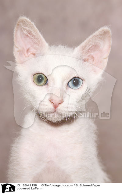 odd-eyed LaPerm / odd-eyed LaPerm / SS-42158
