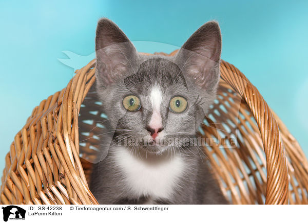 LaPerm Ktzchen / LaPerm Kitten / SS-42238