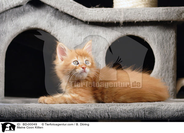 Maine Coon Ktzchen / Maine Coon Kitten / BD-00049