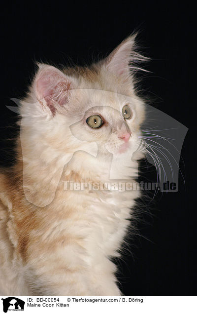 Maine Coon Ktzchen / Maine Coon Kitten / BD-00054