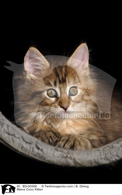 Maine Coon Kitten / BD-00068
