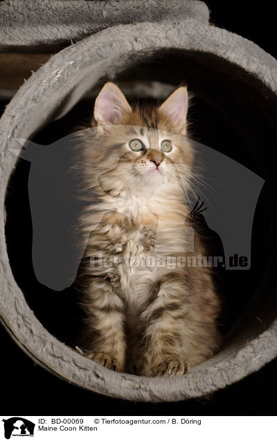 Maine Coon Ktzchen / Maine Coon Kitten / BD-00069