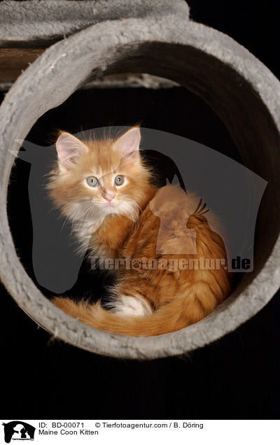 Maine Coon Ktzchen / Maine Coon Kitten / BD-00071