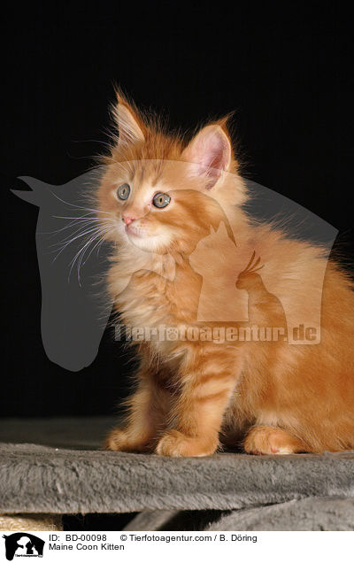 Maine Coon Ktzchen / Maine Coon Kitten / BD-00098