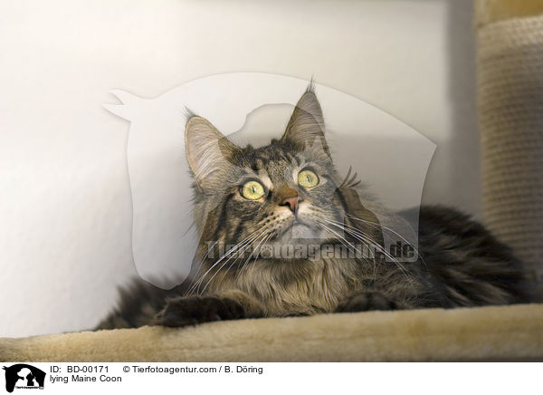 lying Maine Coon / BD-00171