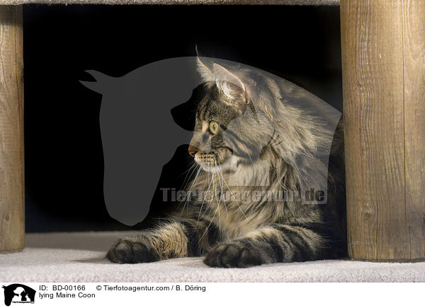 liegende / lying Maine Coon / BD-00166