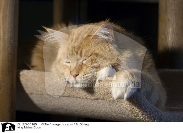 liegende / lying Maine Coon / BD-00165