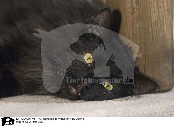 Maine Coon Portrait / Maine Coon Portrait / BD-00176