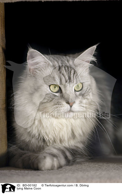 liegende / lying Maine Coon / BD-00182