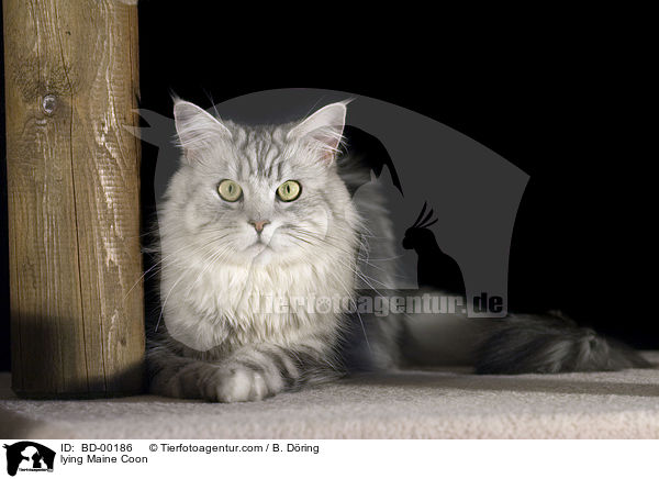 liegende / lying Maine Coon / BD-00186