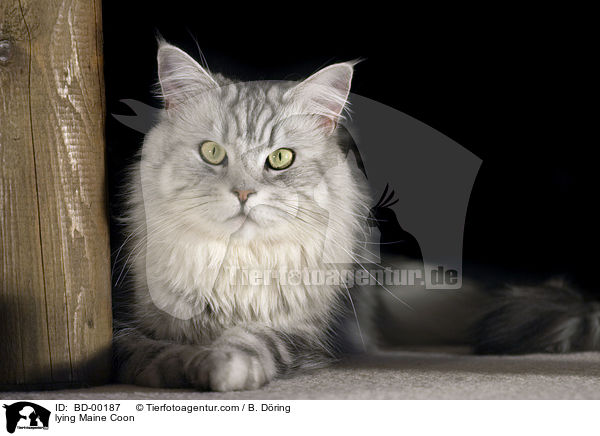 liegende / lying Maine Coon / BD-00187