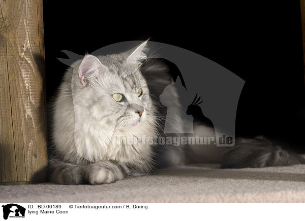 liegende / lying Maine Coon / BD-00189