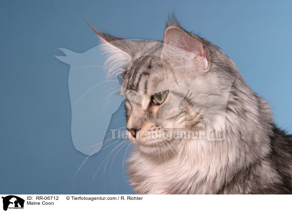 Maine Coon / RR-06712