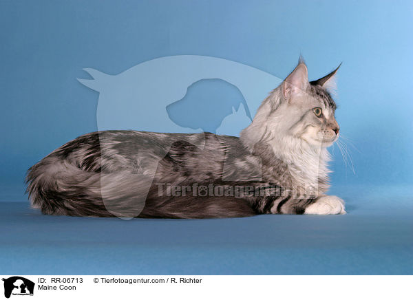 Maine Coon / Maine Coon / RR-06713