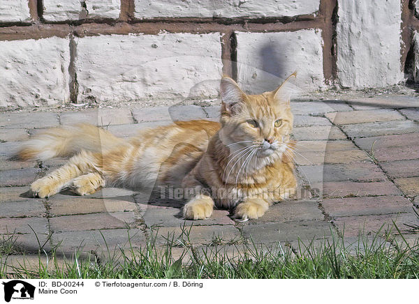 Maine Coon / Maine Coon / BD-00244