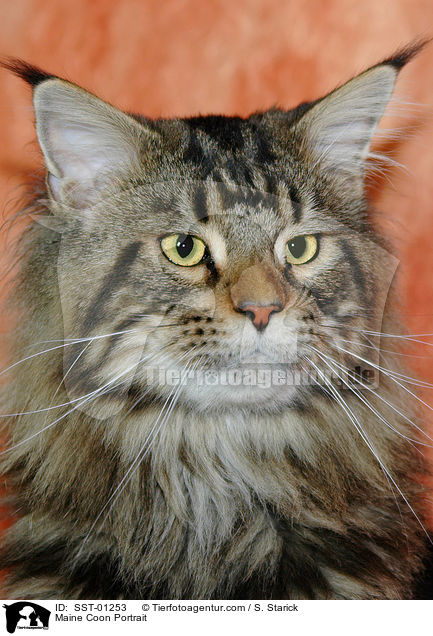 Maine Coon Portrait / Maine Coon Portrait / SST-01253
