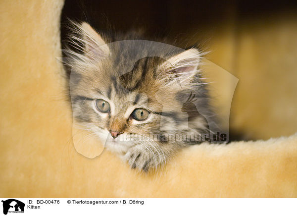 Kitten / BD-00476