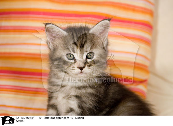 Kitten / BD-00481