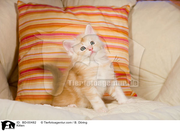 Maine Coon Ktzchen / Kitten / BD-00482