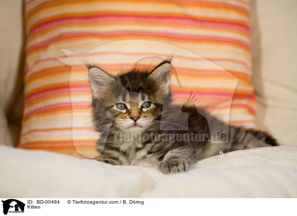 Kitten / BD-00484