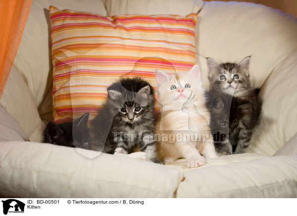 Maine Coon Ktzchen / Kitten / BD-00501