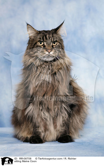 sitting Maine Coon / RR-08708
