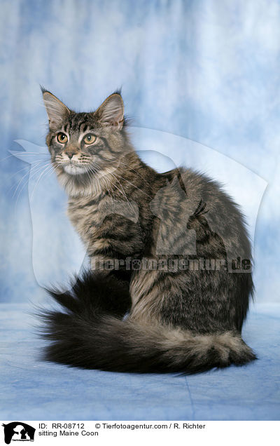 sitting Maine Coon / RR-08712
