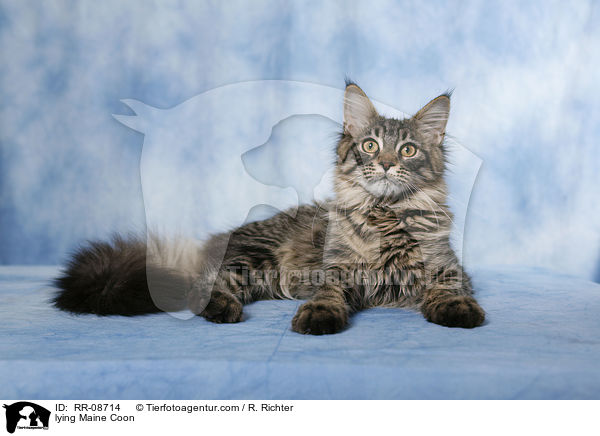 lying Maine Coon / RR-08714