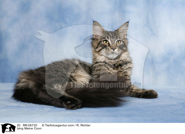 liegende Maine Coon / lying Maine Coon / RR-08720