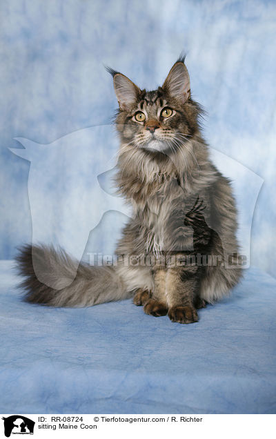 sitzende Maine Coon / sitting Maine Coon / RR-08724