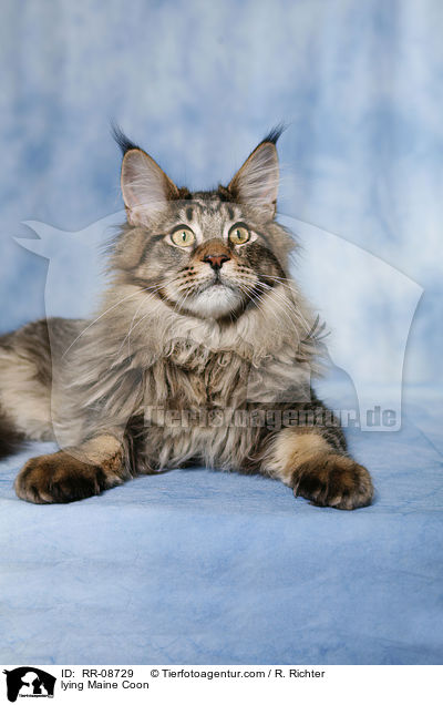 lying Maine Coon / RR-08729