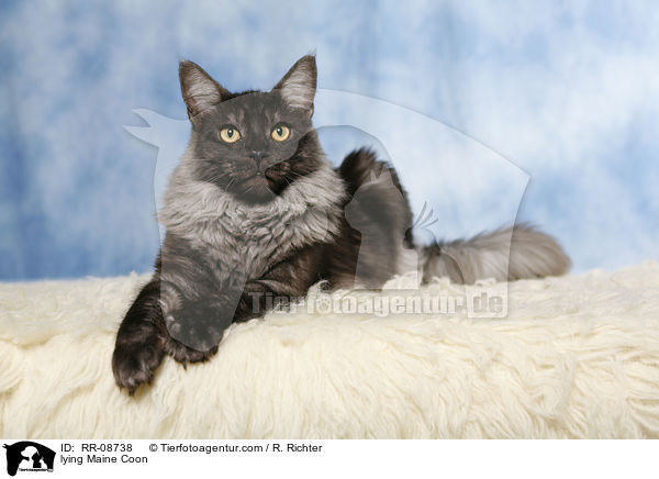 lying Maine Coon / RR-08738