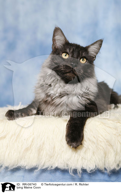 liegende Maine Coon / lying Maine Coon / RR-08740