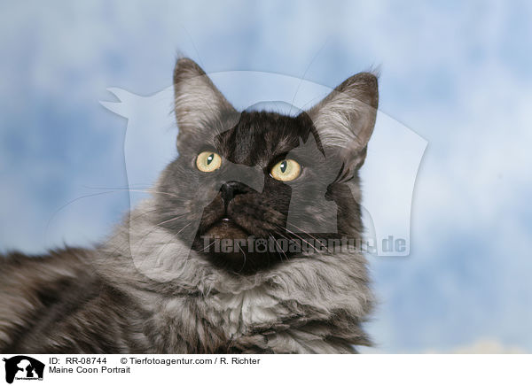 Maine Coon Portrait / RR-08744