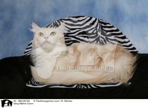 lying Maine Coon / RR-08746