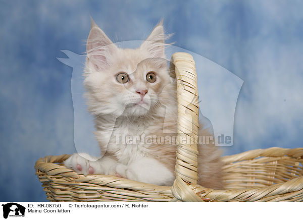 Maine Coon Ktzchen / Maine Coon kitten / RR-08750