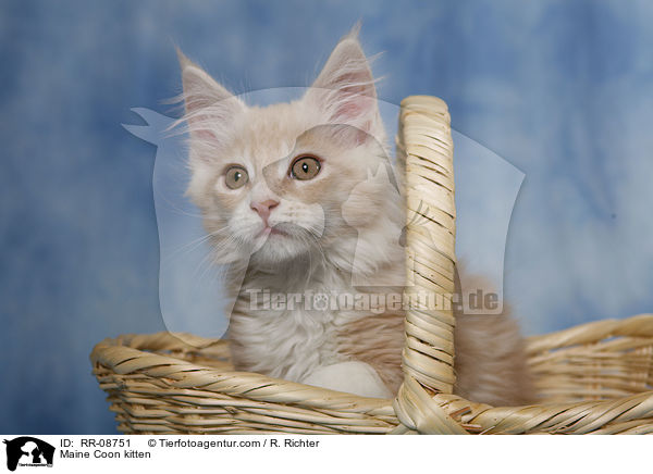 Maine Coon Ktzchen / Maine Coon kitten / RR-08751