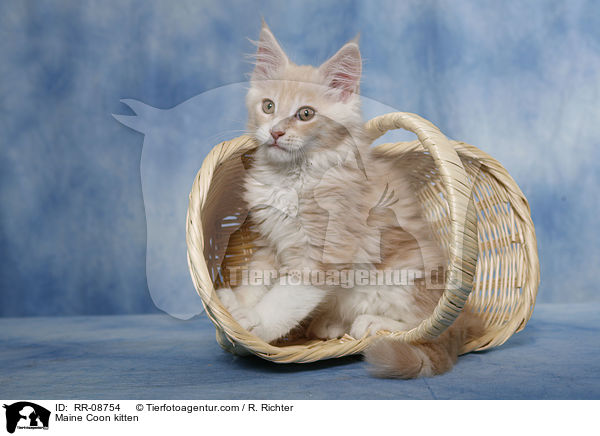 Maine Coon kitten / RR-08754
