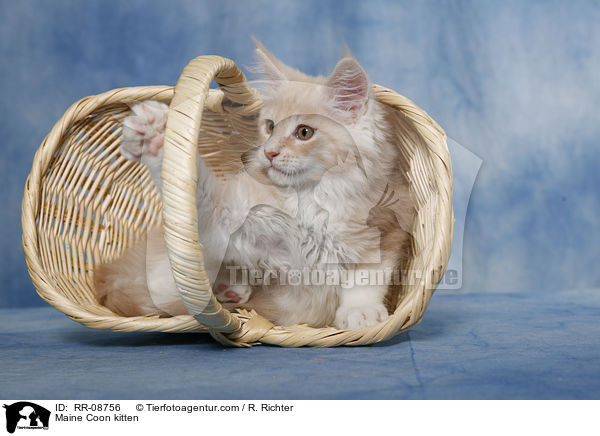 Maine Coon Ktzchen / Maine Coon kitten / RR-08756