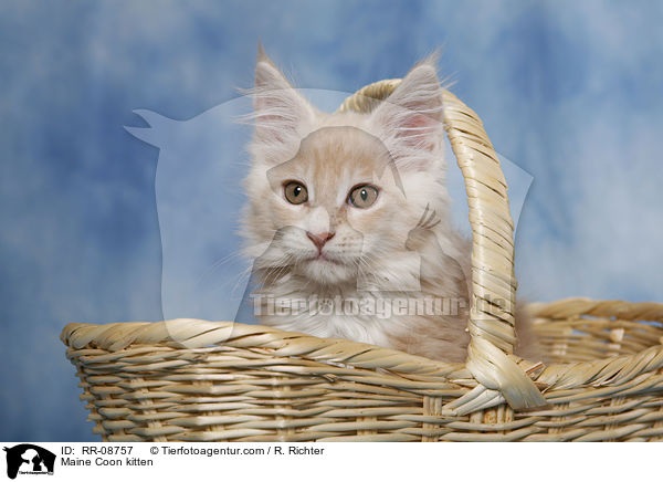 Maine Coon kitten / RR-08757
