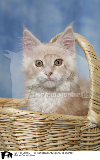 Maine Coon Ktzchen / Maine Coon kitten / RR-08759