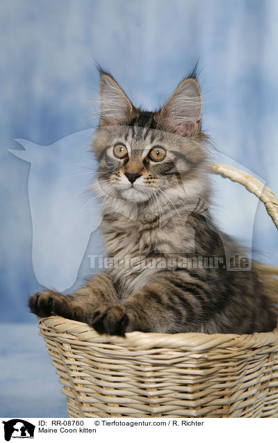 Maine Coon Ktzchen / Maine Coon kitten / RR-08760