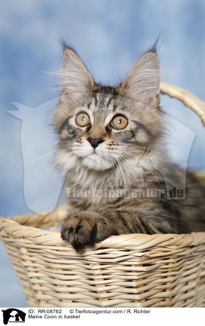 Maine Coon in basket / RR-08762