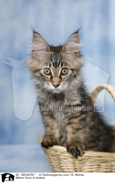 Maine Coon Ktzchen im Korb / Maine Coon in basket / RR-08767