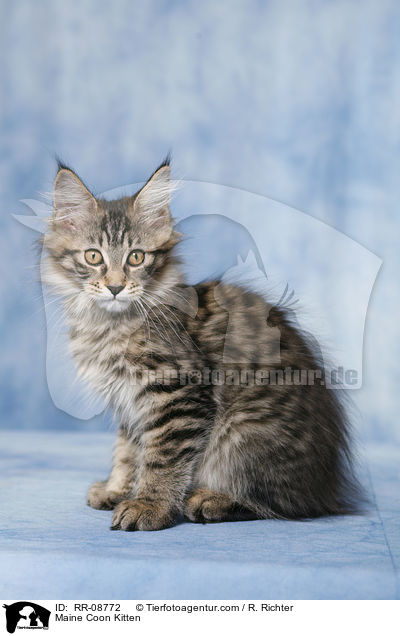 Maine Coon Ktzchen / Maine Coon Kitten / RR-08772