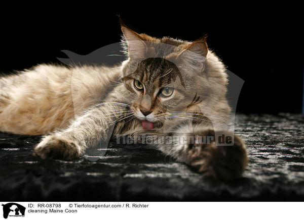 sich putzende Maine Coon / cleaning Maine Coon / RR-08798