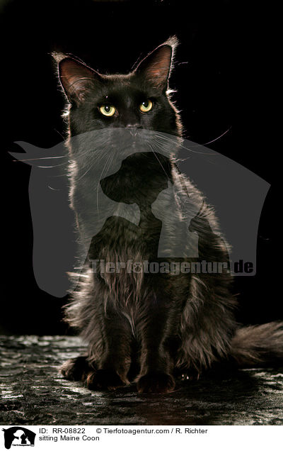 sitzende Maine Coon / sitting Maine Coon / RR-08822