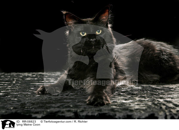 liegende Maine Coon / lying Maine Coon / RR-08823