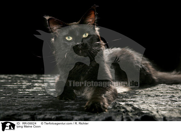 liegende Maine Coon / lying Maine Coon / RR-08824